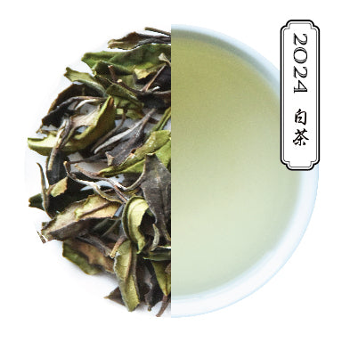 宮崎五ヶ瀬 白茶 たかちほ 手摘み – kiwaha-tea